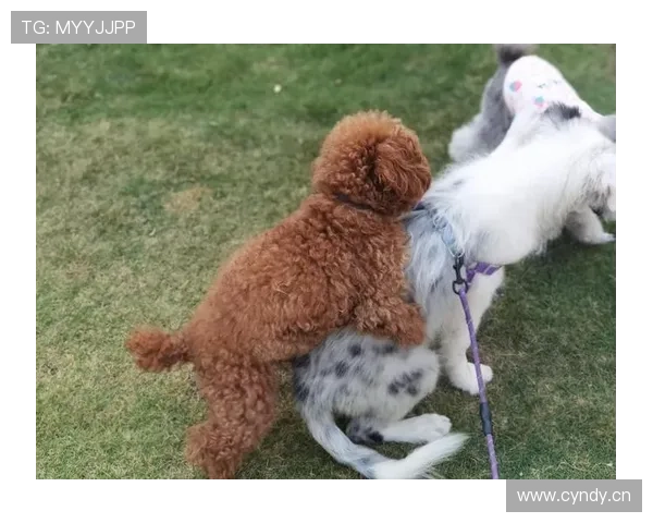 李娜退役后住上海老洋房，每天遛狗喝咖啡，这日子谁懂啊